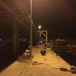 イワシ、アジ、サバ